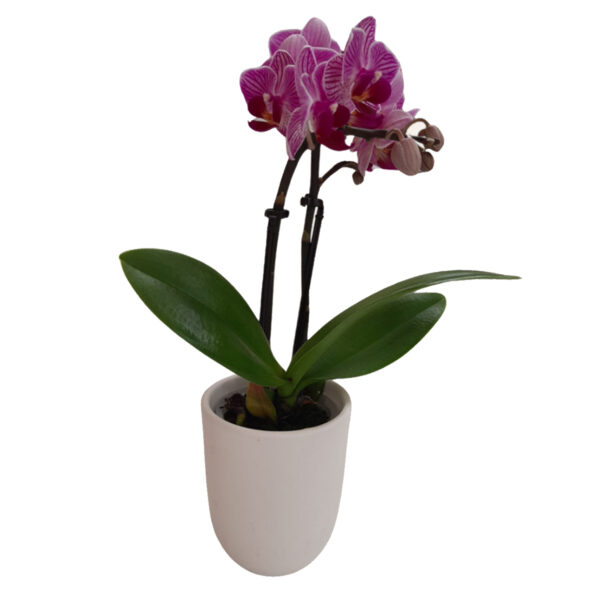 orchidea solidale